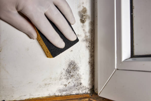 Best Mold Removal for HVAC Installations  in Warminster Heights, PA